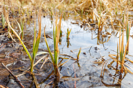 Close-up of young green reed shoots emerging from shallow water in a wetland, representing new growth and seasonal renewal.の写真素材