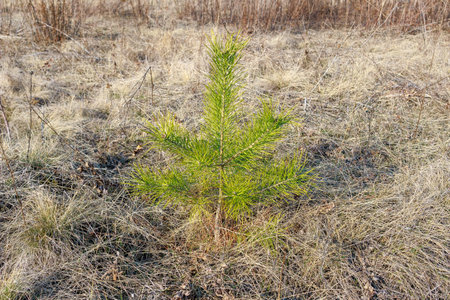 A small green pine tree stands in a dry grassland area with sparse vegetation, symbolizing growth, resilience, and natural regeneration.の写真素材