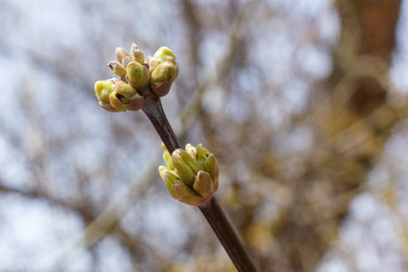 A branch of wood with fresh buds that begin to open, symbolizing the early growth of spring and renewal of nature.の写真素材