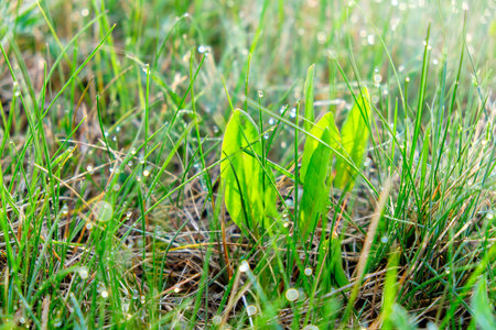 Close-up of vibrant green grass covered in tiny morning dew drops, creating a fresh and natural scene with sparkling reflections.の写真素材