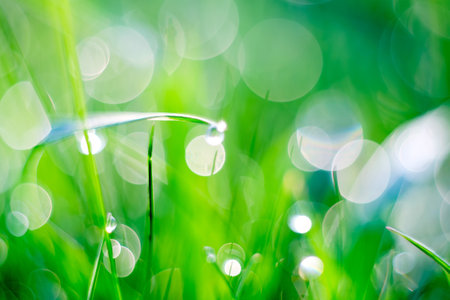 Close-up of vibrant green grass covered in morning dew with beautiful bokeh light effects, creating...