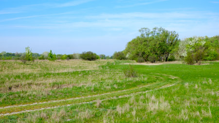 A scenic spring meadow with a winding dirt road, lush green grass, and blossoming trees under a bright blue sky.の写真素材