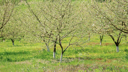 A lush green orchard with young fruit trees covered in delicate blossoms, bathed in warm sunlight,...
