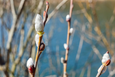Close-up of pussy willow buds emerging on thin branches, symbolizing the arrival of spring, with a blurred blue water background.の写真素材