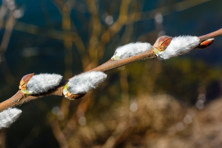 Close-up of pussy willow buds emerging on thin branches, symbolizing the arrival of spring, with a...