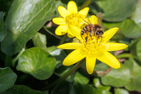 A close-up of a honeybee collecting nectar from a vibrant yellow Ficaria verna flower, surrounded by green leaves in sunlight.の写真素材