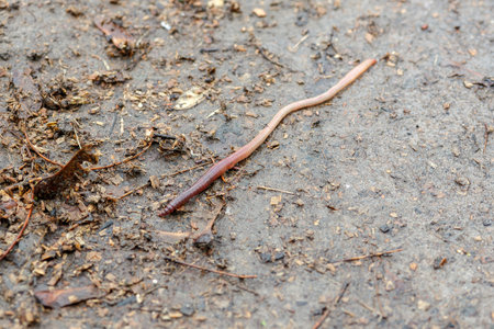 Earthworm moving across dirt and debris on the ground. Close-up image showcasing the natural...