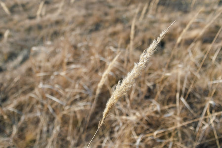 Detailed macro shot of a single dry grass seed head with a blurred background of a field, capturing autumn textures and warm tones.の写真素材