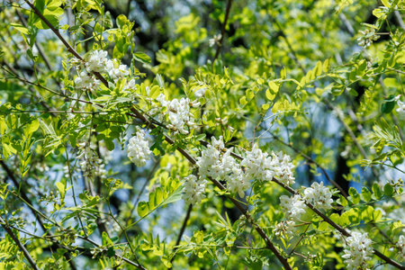 Acacia tree in full bloom displaying clusters of delicate white flowers against vibrant green leaves. The image captures the essence of spring and the beauty of nature's renewalの写真素材