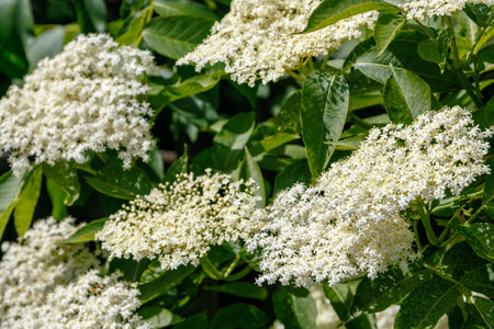 Close-up of elderflower clusters bathed in sunlight, showcasing their delicate white blossoms against lush green leaves. The image captures the natural beauty and intricate details of the flowers.の写真素材