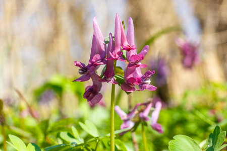 Purple Corydalis solida flowers bloom vibrantly amidst lush green leaves, capturing the essence of springtime. The delicate petals and fresh foliage create a serene and natural sceneの写真素材