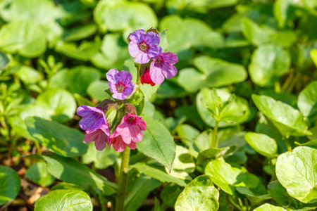 Pulmonaria officinalis, commonly known as lungwort, displays its distinctive spotted leaves and vibrant pink and blue flowers. This perennial plant thrives in a forest setting during spring.の写真素材