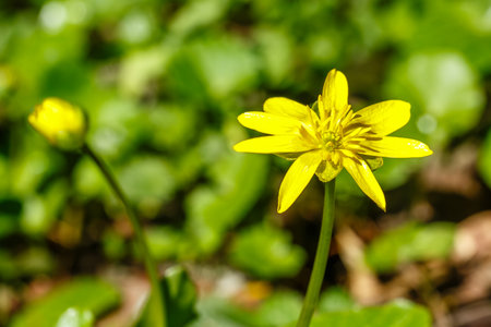 A detailed close-up of a bright yellow Ficaria verna flower, also known as lesser celandine, surrounded by glossy green leaves.の写真素材