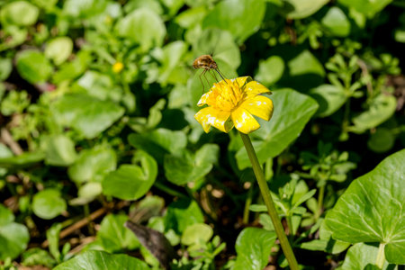 Bombylius major, a bee-fly species, hovers near a yellow flower, feeding on nectar with its long...