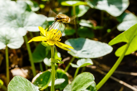 Bombylius major, a bee-fly species, hovers near a yellow flower, feeding on nectar with its long proboscis. Surrounded by green foliage, it exhibits its unique hovering abilityの写真素材