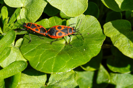 Two Pyrrhocoris apterus, known as firebugs, are seen pairing on vibrant green leaves. Their striking red and black markings stand out, highlighting natural insect behaviorの写真素材