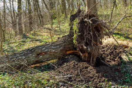 A large tree has fallen in a forest, exposing its tangled roots and soil after being uprooted, likely by strong wind.の写真素材