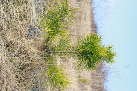 A small green pine tree stands in a dry grassland area with sparse vegetation, symbolizing growth, resilience, and natural regeneration.の写真素材