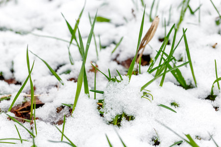 Green grass blades peek through a blanket of fresh snow, capturing the transition from winter to spring in nature.の写真素材