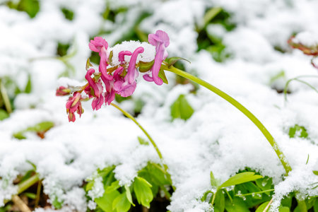 A pink Corydalis cava flower covered in fresh snow symbolizes natures resilience during the transition from winter to early springの写真素材