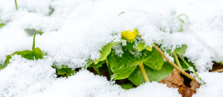 A yellow Ficaria verna flower partially buried in snow, symbolizing early spring bloom and natures resilience through unexpected frostの写真素材