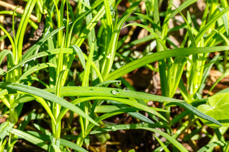 Close-up view of lush green grass blades covered in sparkling dew drops on a sunny spring morning in the garden.の写真素材