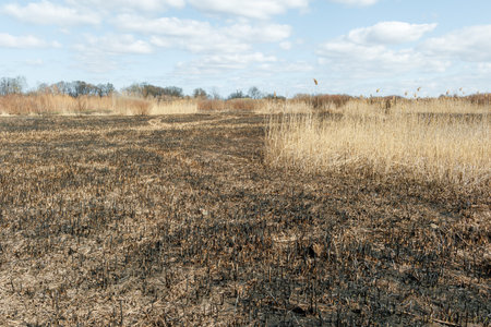 Blackened reeds in a marshy field show aftermath of a springtime controlled burn for ecological restoration and growth renewal.の写真素材