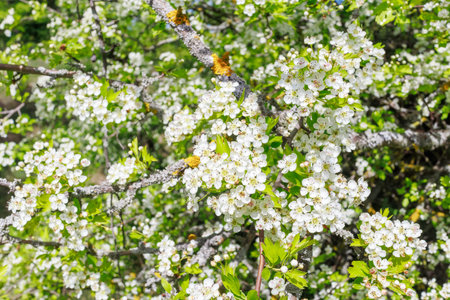 Close-up of Crataegus monogyna, or common hawthorn, with white blossoms and flower buds on leafy...