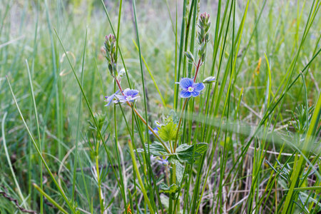 Delicate blue Veronica wildflowers growing among tall green grasses in a natural meadow setting during springtime bloom.の写真素材