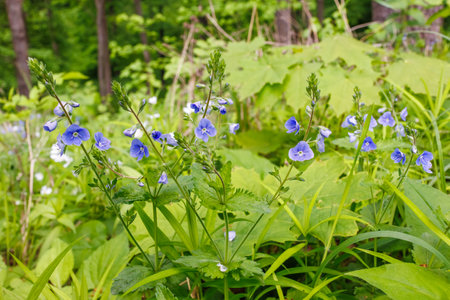 Close-up of Veronica chamaedrys, or germander speedwell, with delicate blue flowers growing in lush greenery near a forest edge.の写真素材