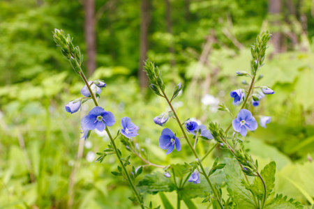 Close-up of Veronica chamaedrys, or germander speedwell, with delicate blue flowers growing in lush greenery near a forest edge.の写真素材