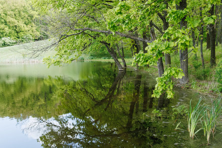 A calm forest lake with overhanging green trees reflecting in the water, surrounded by lush spring foliageの写真素材
