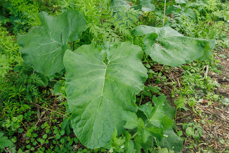 Close-up of Arctium (burdock) plants with large, textured green leaves surrounded by various wild vegetation in a natural setting.の写真素材