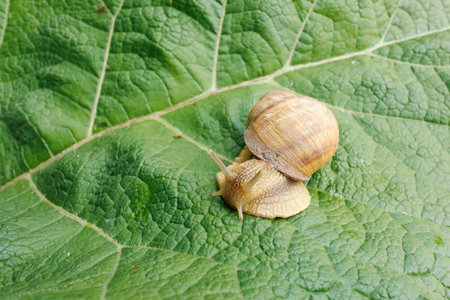 A land snail slowly crawls across a burdock leaf, representing patience and balance in nature, playing a key role in the recycling of the ecosystemの写真素材
