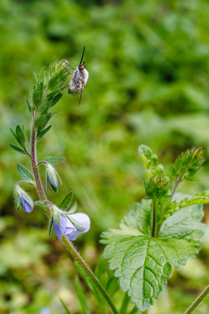 Bee flies (Bombyliidae) resting on early spring wildflowers play a vital role in pollination and sustaining insect biodiversity in meadows.の写真素材