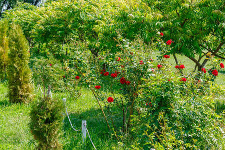 Lush rose bushes with vibrant red flowers growing among trees and shrubs in a sunny, well-maintained public park garden.の写真素材