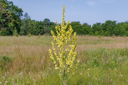 A single blooming mullein plant Verbascum phlomoides with bright yellow flowers stands prominently...
