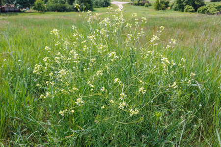 Sisymbrium altissimum, also known as tall tumblemustard, flowering in a sunny wild meadow with delicate yellowish-white blooms.の写真素材