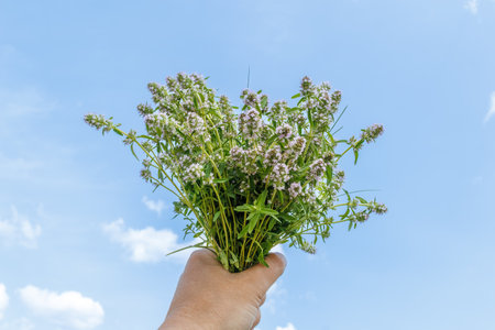 Freshly picked bouquet of blooming wild thyme (Thymus serpyllum) held up by hand with a clear blue summer sky in background.の写真素材