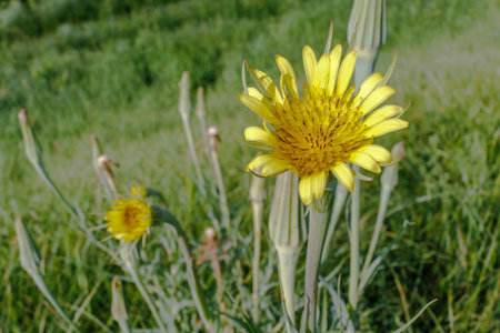 Bright yellow salsify flower Tragopogon dubius blooming in a green grassy field on a sunny summer day.の写真素材