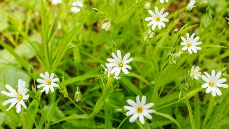 Close-up of Stellaria media, also known as chickweed, growing in the spring forest with delicate...