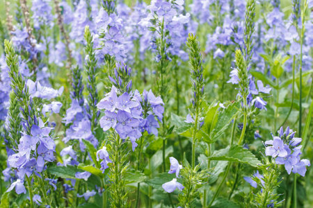 Close-up of vibrant blue-violet Speedwell Veronica wildflowers growing in a lush green meadow during summer, full of color and life.の写真素材