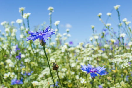 Close-up of a vibrant blue cornflower (Centaurea cyanus) in full bloom with a colorful wildflower meadow and blue sky in background.の写真素材