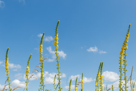 Tall stems of Agrimonia eupatoria L. (common agrimony) with small yellow flowers reaching up toward...