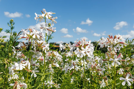 Close-up of white soapwort flowers blooming Saponaria officinalis in a sunny meadow with blue sky and scattered clouds in the backgroundの写真素材