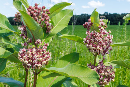 Clusters of blooming common milkweed (Asclepias syriaca) with bees actively pollinating the pink and cream flowers in a green summer meadow.の写真素材