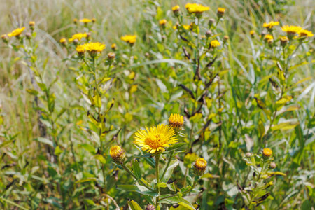 Bright yellow blooms of Inula helenium (elecampane) growing in a lush green summer meadow with tall grass and sunlight.の写真素材