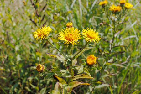 Bright yellow blooms of Inula helenium (elecampane) growing in a lush green summer meadow with tall grass and sunlight.の写真素材