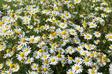 Dense cluster of chamomile flowers with white petals and yellow centers blooming abundantly in a sunny summer meadow.の写真素材