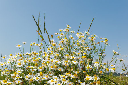 Field of blooming chamomile flowers with white petals and yellow centers, growing in the sun beneath a clear blue sky.の写真素材